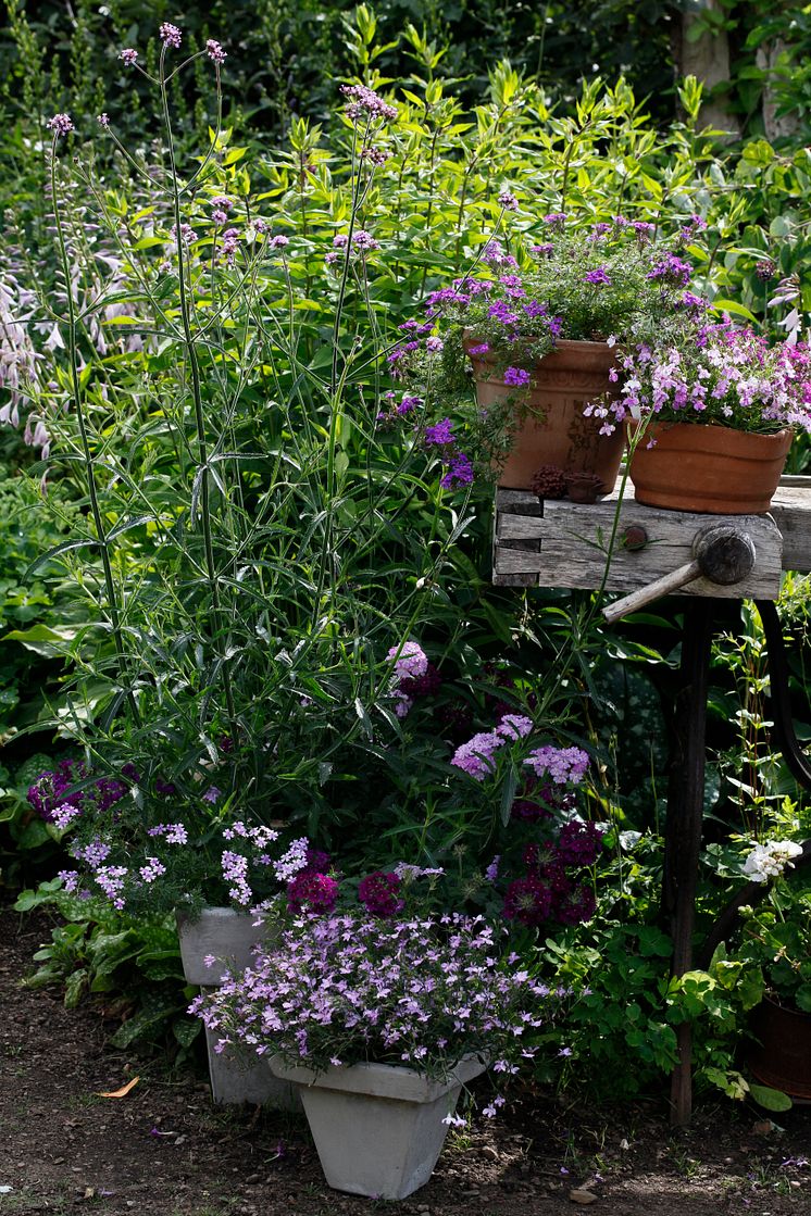 Recept på en lyckad plantering juni-juli