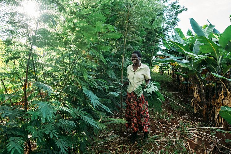 Agroforestry-bonden Benta Muga 