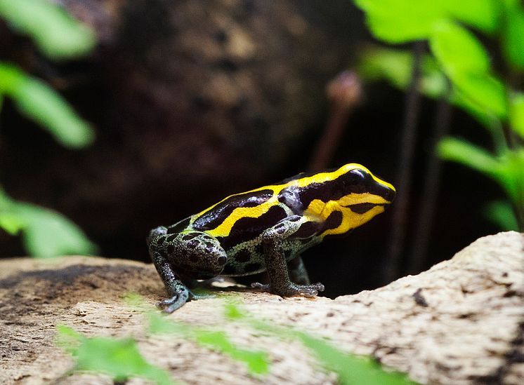 Ranitomeya amazonica. Pressbild 8 Akvariet
