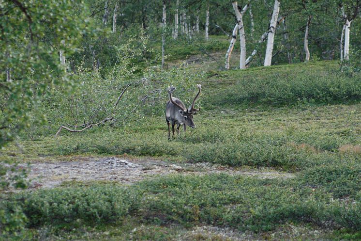 Rovdjur hindrar renar från att ”surfa på grön våg”