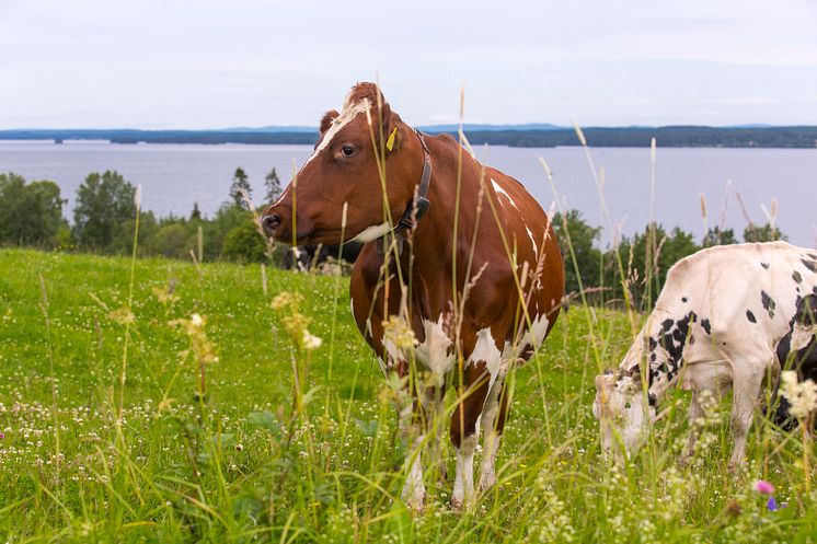 Betande kor i Norrland.jpg