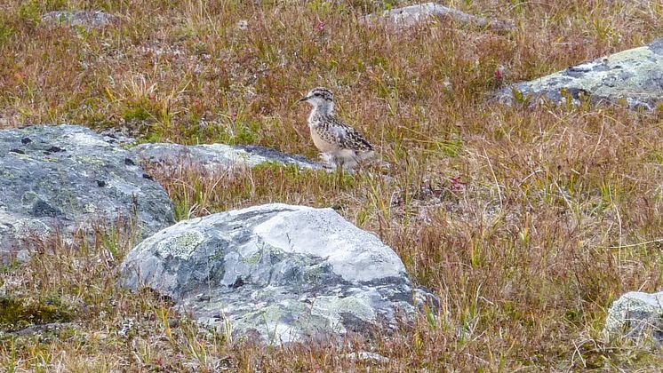 Fjällpipare