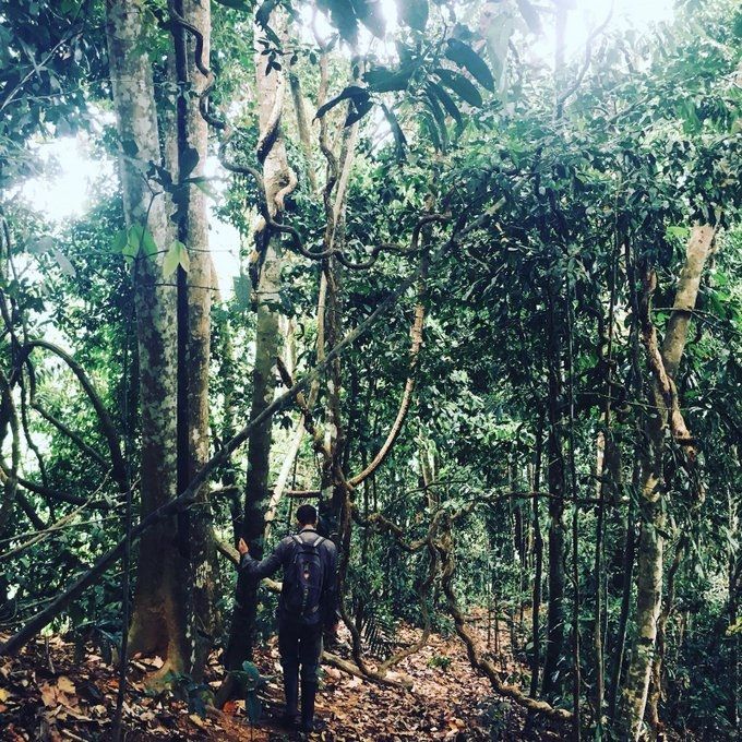 Forest assessment in Malaysian Borneo