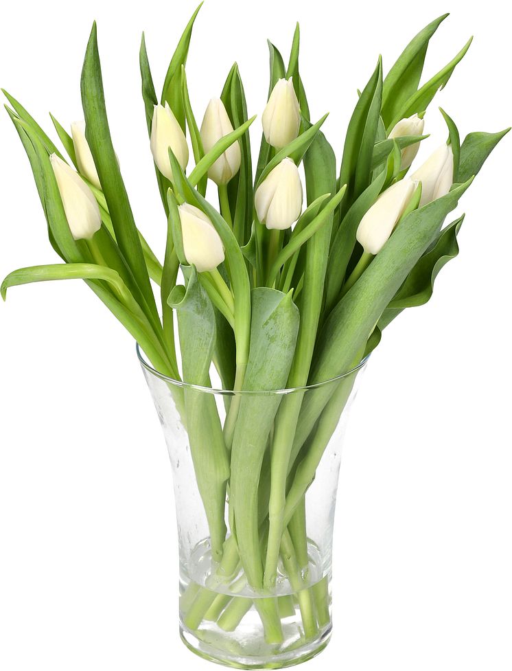 Tulips 10 pack  Item 532787 SE Item 532786 NO (6).tif