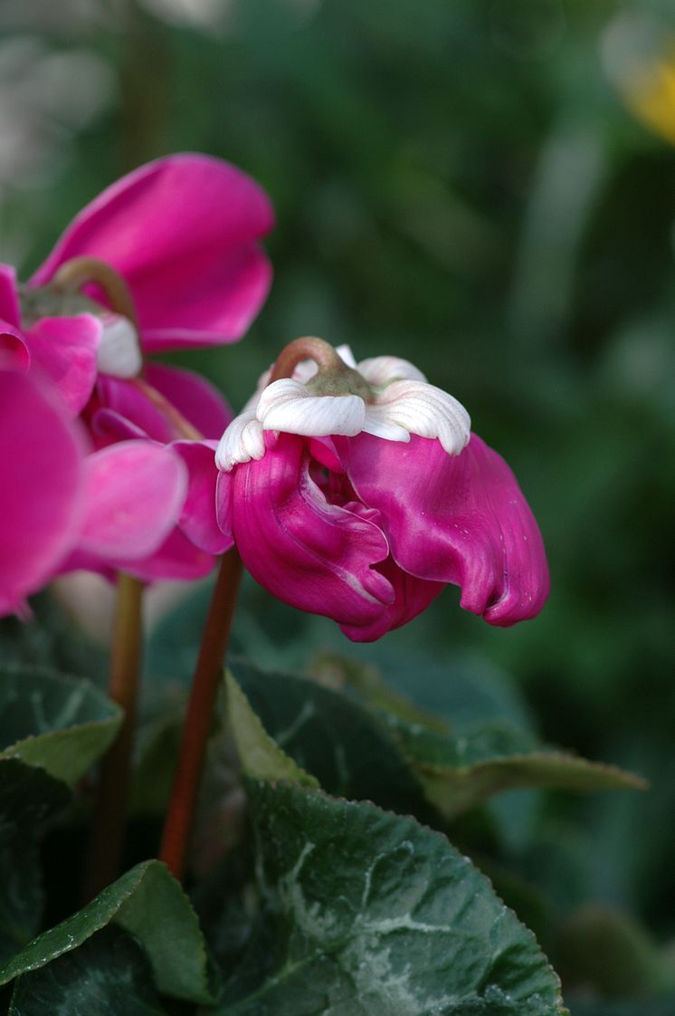 Cyclamen persicum ´Purple Fleur en Vogue´