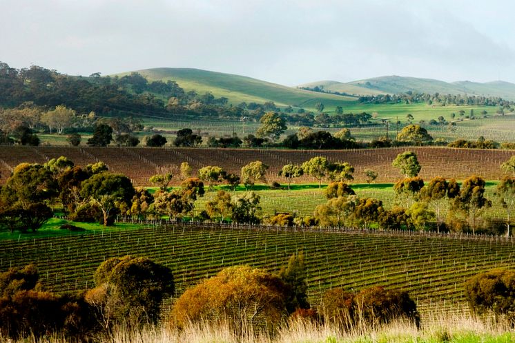 Lodge Hill Vineyard-Don Brice Photography Aug 2009 4