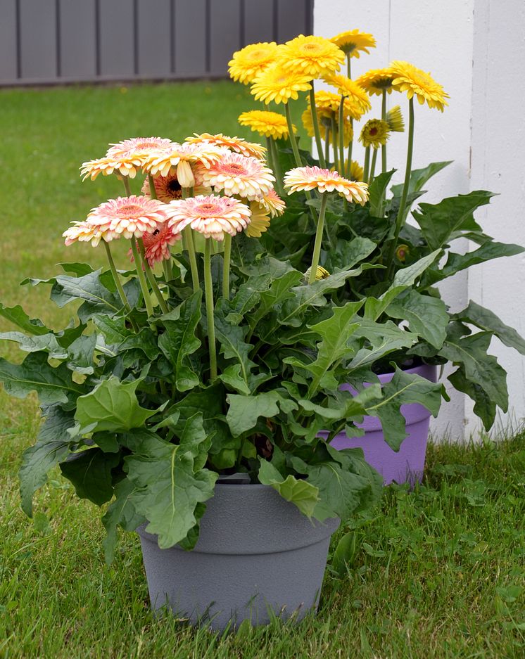 Patio Gerbera