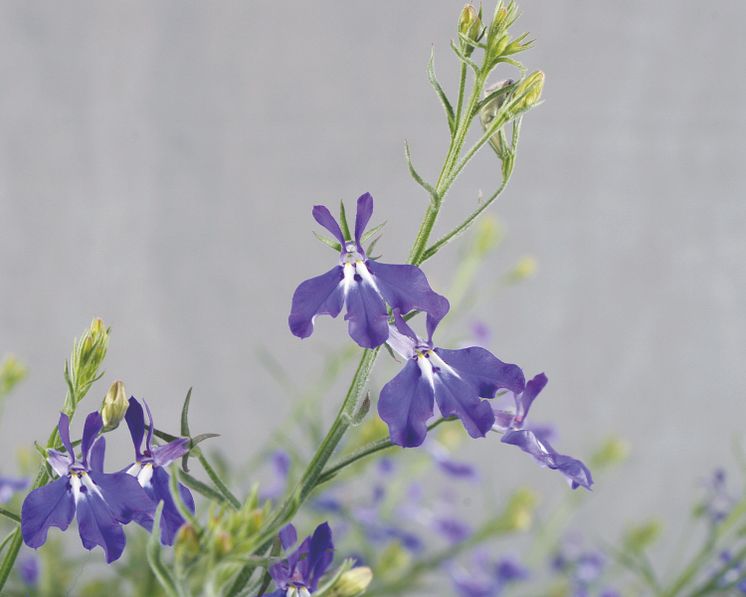 Lobelia erinus Hot Blue Eye