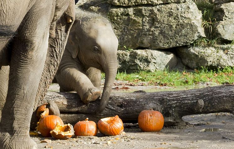 Elefantenkalb Zaya bei der Kürbisparty - Foto: Zoo Leipzig