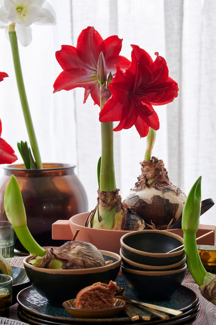 Amaryllis