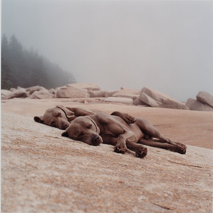 WILLIAM WEGMAN, WASHED UP, 2002