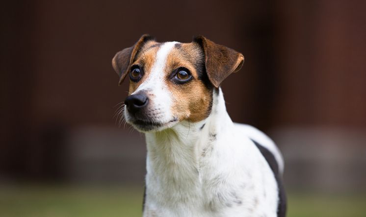 Dansk-svensk gårdshund