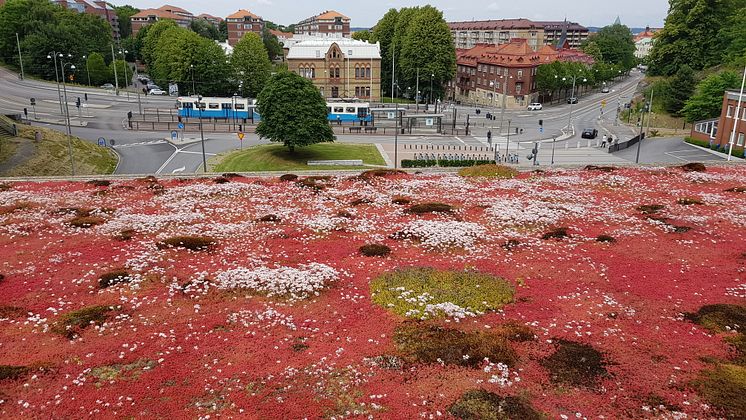 Sedumtak_Chalmers_Göteborg