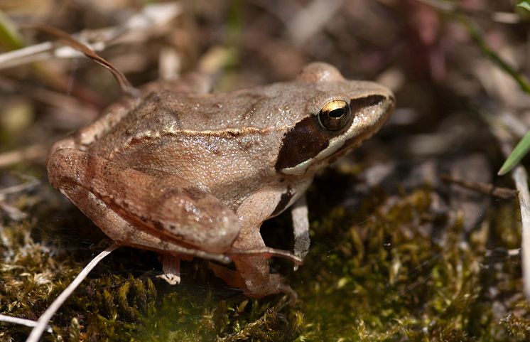 Långbensgroda Rana dalmatina är en av de arter som preliminärt lämnar rödlistan. Foto: Krister Hall.