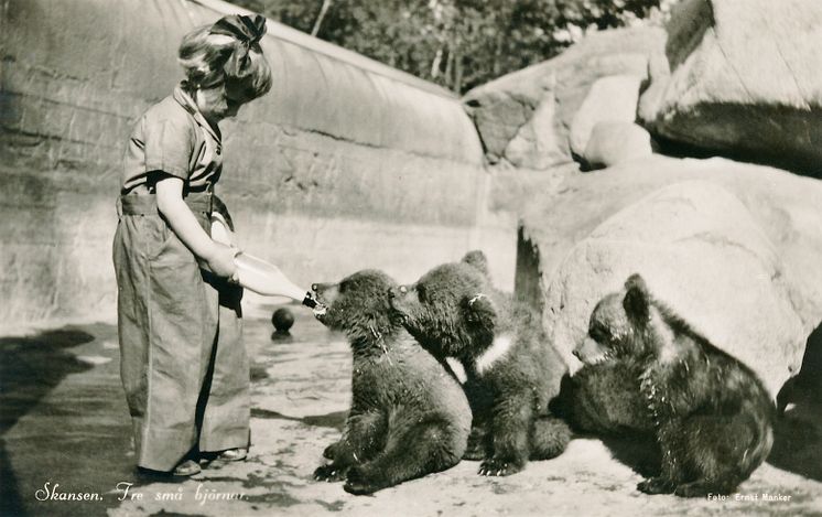 Björnungar på Skansen. Brevkort från 1940-talet. 