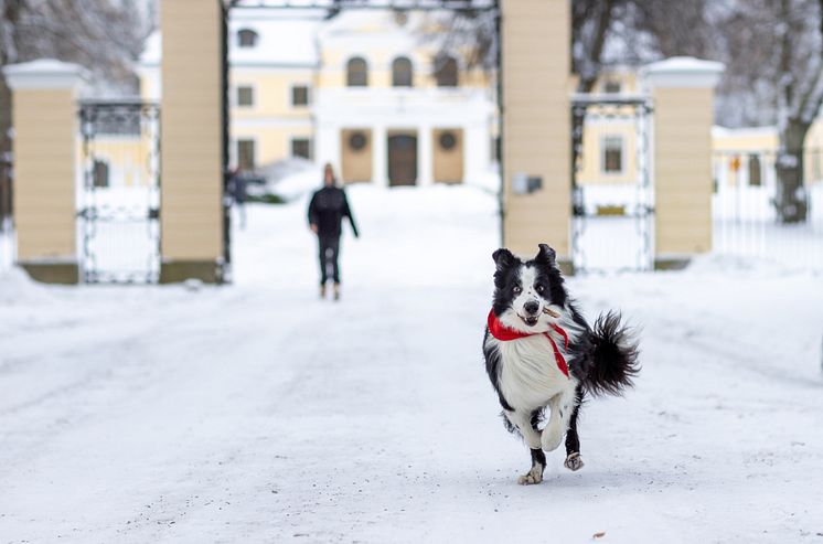 Åttaåriga border collien Chip är Årets Sociala tjänstehund 2023. Foto Jenny Jurneilus