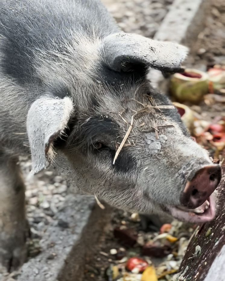 Gris får matrester på Högbo Bruk