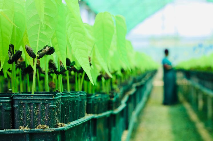 Cocoa Life - cocoa seedlings nursery
