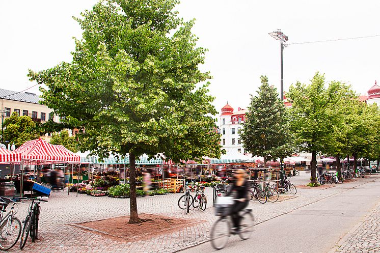 Grön inramning av Möllevångstorget i Malmö, där Sysavs grönkompost använts i jorden. Foto: Bara Mineraler