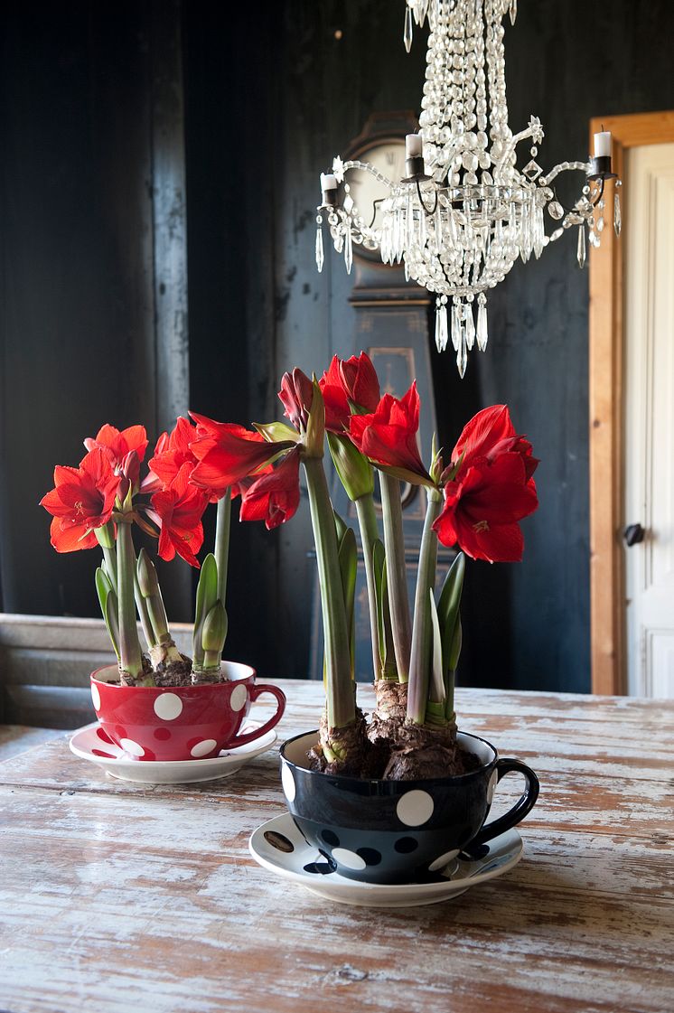 Arrangemang med röda amaryllis