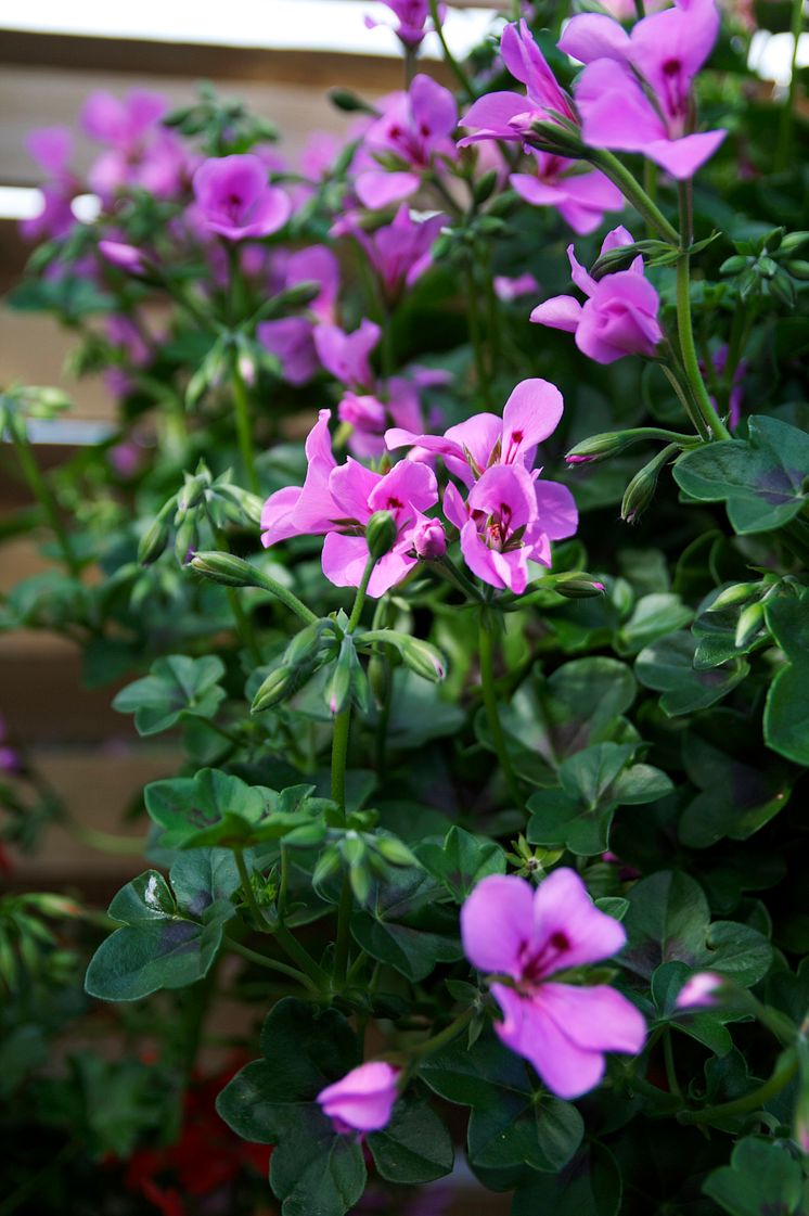 Hängpelargon Pelargonium peltatum Villetta-serien 'Lilac'