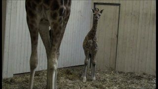 Giraffunge Videoklipp