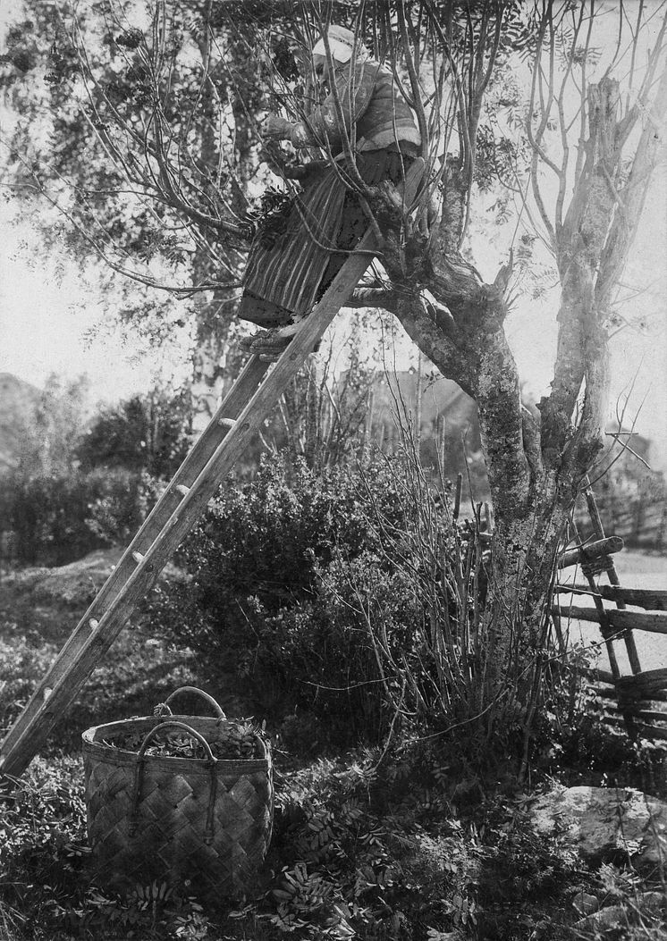 Lövtäkt 1903 i Leksands socken, Dalarna. Fotograf okänd, Nordiska museets arkiv.