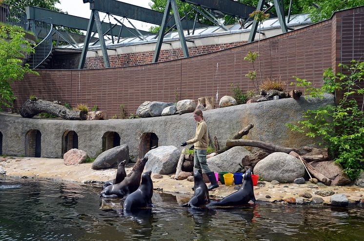 Zoo Leipzig - Seelöwen beim Training 