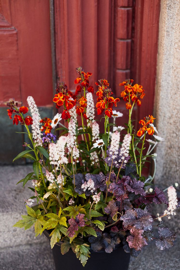 Kruka med spetsmössa, atlaskrage, gyllenlack, alunrot och bergenia. 