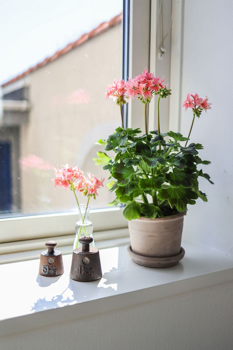 Årets Pelargon 2025 Pelargonium Summer Twist Rose foto SydGrönt (9).jpg