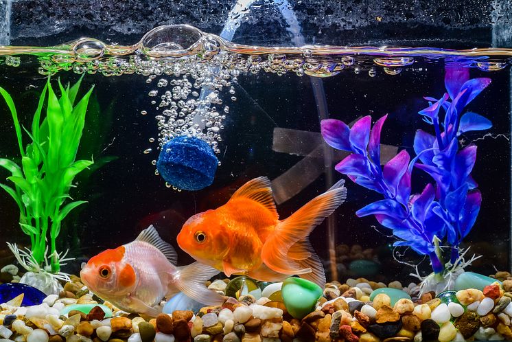 Guldfisk i syresatt akvarium
