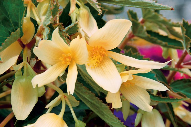 Begonia boliviensis Summerwings Boliviabegonia 