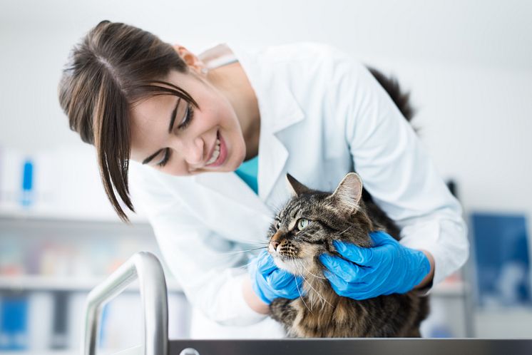 Die Katzen-OP-Versicherung der Barmenia - weil auch Ihre Gesundheit zählt