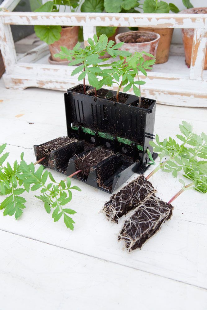 Rootmaster årets trädgårdsprodukt 2014 finns på Blomsterlandet
