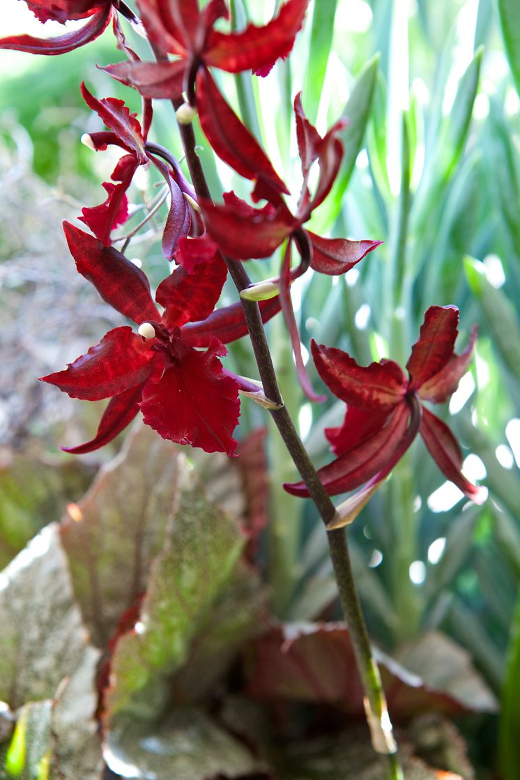 Orkidé Colmonara 'Massai red'
