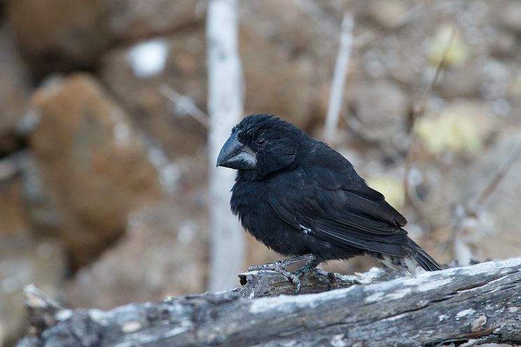 Male Large Ground Finch