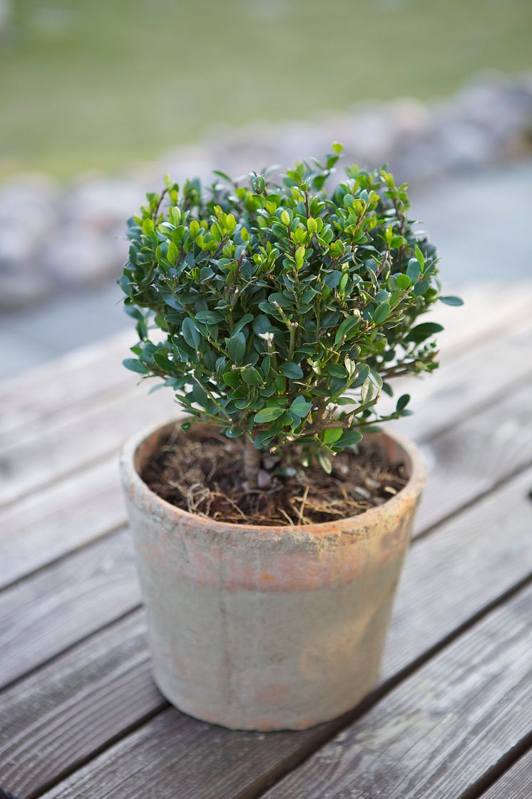 Ilex crenata 'Dark Green'