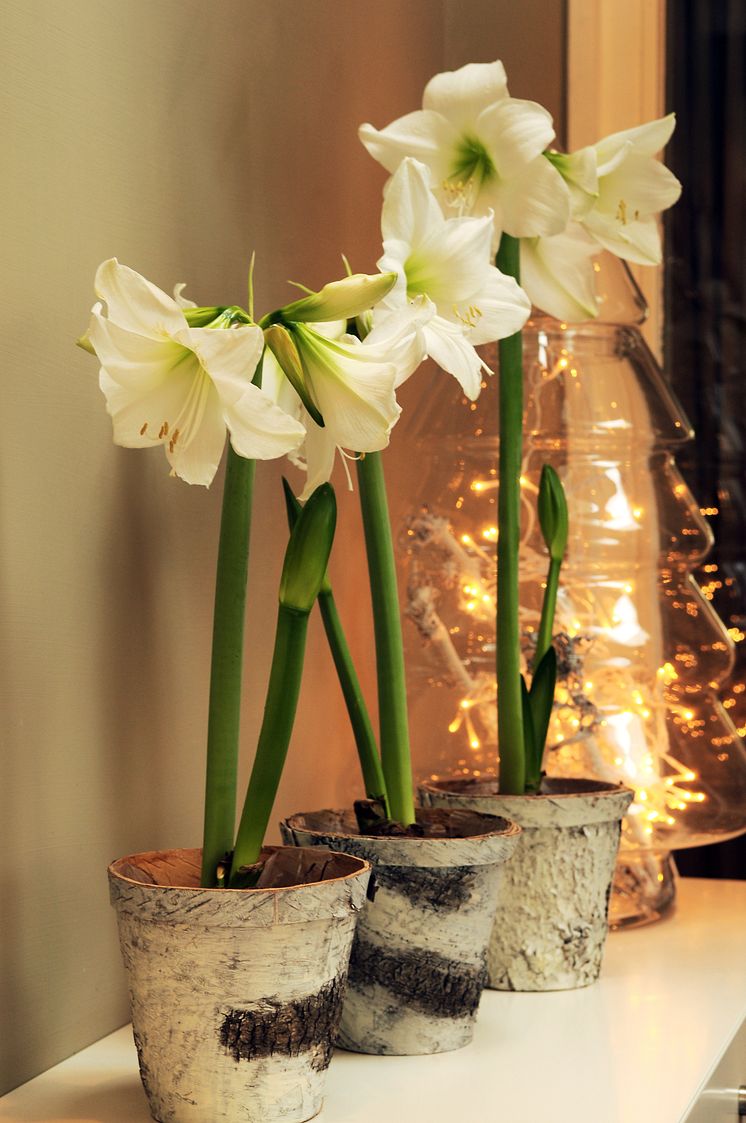 Amaryllis 5