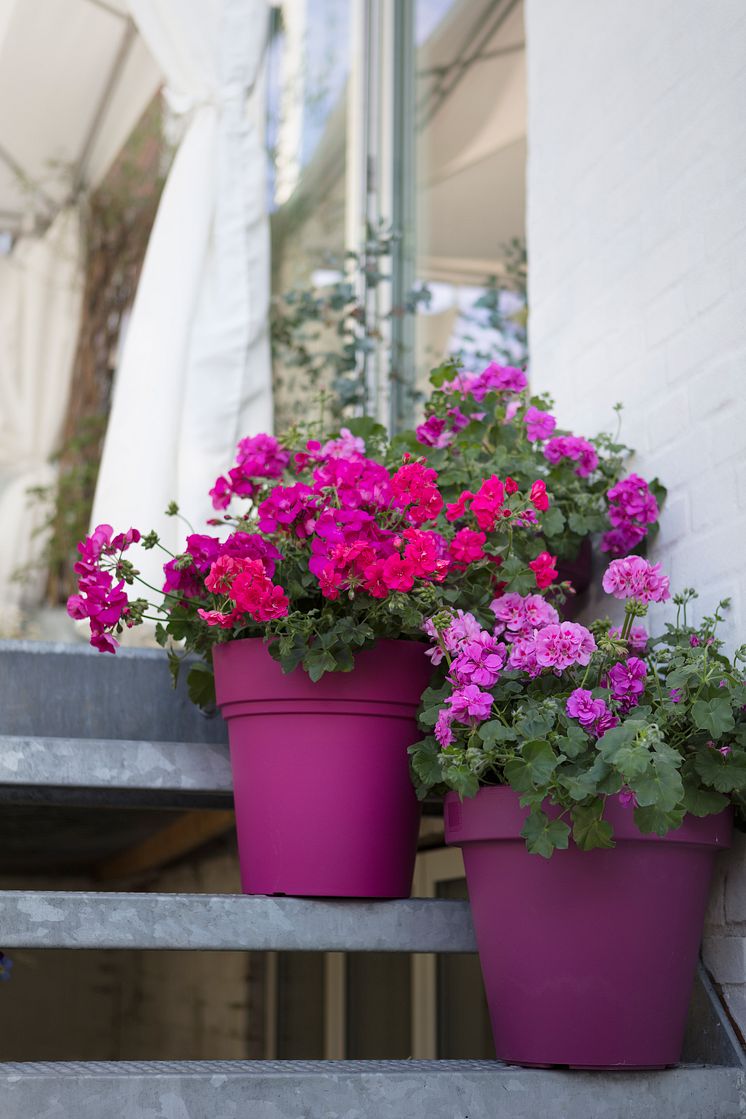 Pelargoner på trappen