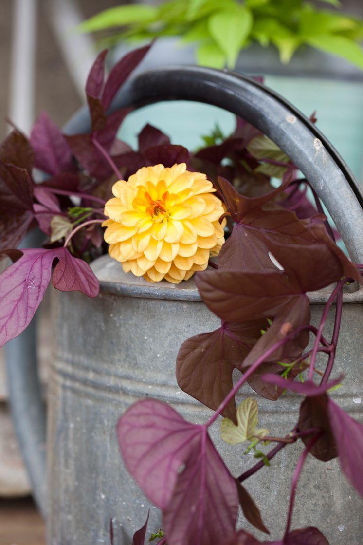 Dahlia och batat i vattenkannan.