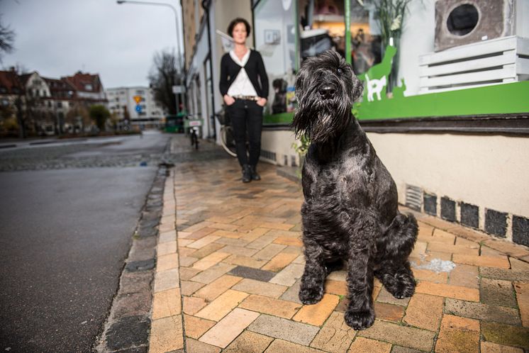 Jiddra är Årets bragdhund 2015