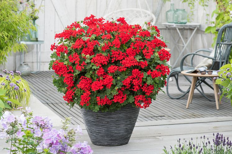 Pelargon Pelargonium interspecific Red Explosion