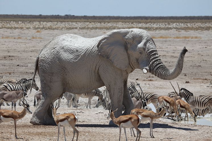 Namibias djurliv