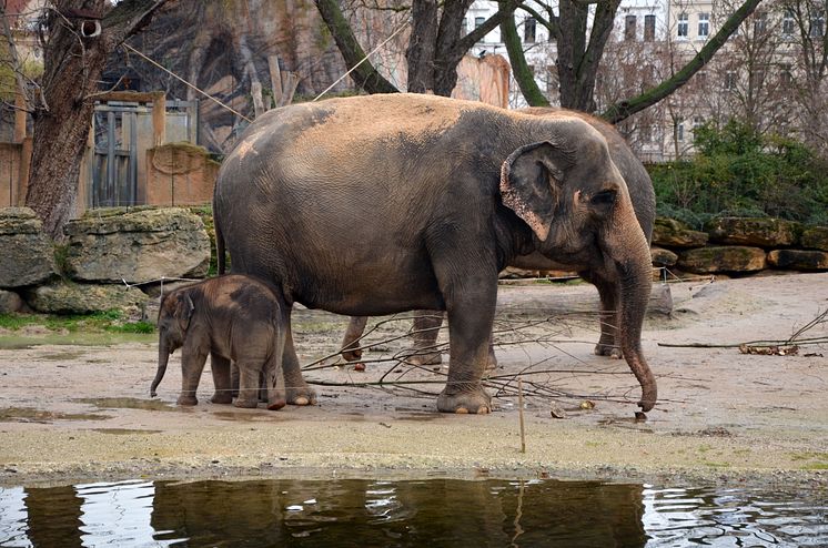 Zoo Leipzig - Elefanten im Freigehege