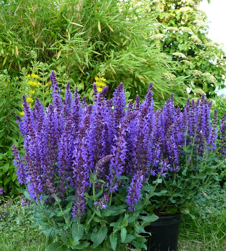 Stäppsalvia