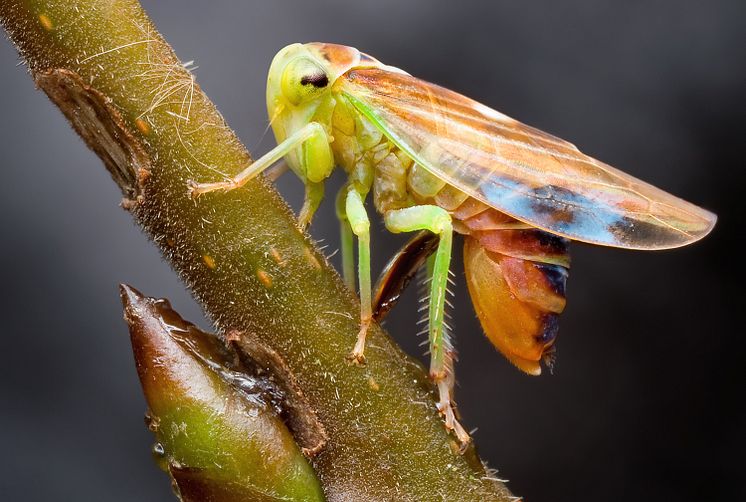 Dvärgstrit. I gruppen insekter som inte har puppstadium finns 3 300 arter i Sverige.