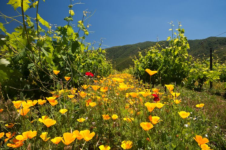 Emiliana organic vineyards