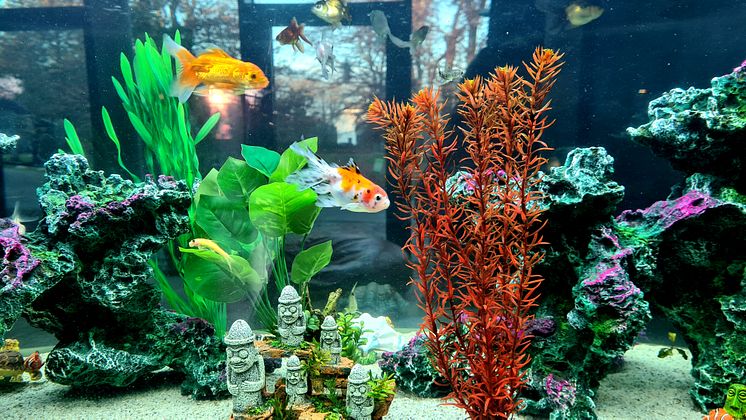 Buntes Aquarium im Kinderhospiz erfreut Kinder, Gäste und das Bärenherz-Team