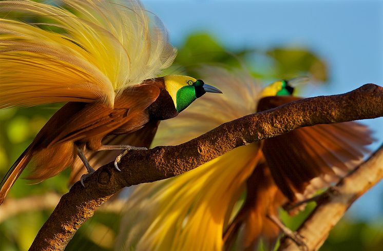 Adultes Männchen des großen Paradiesvogels