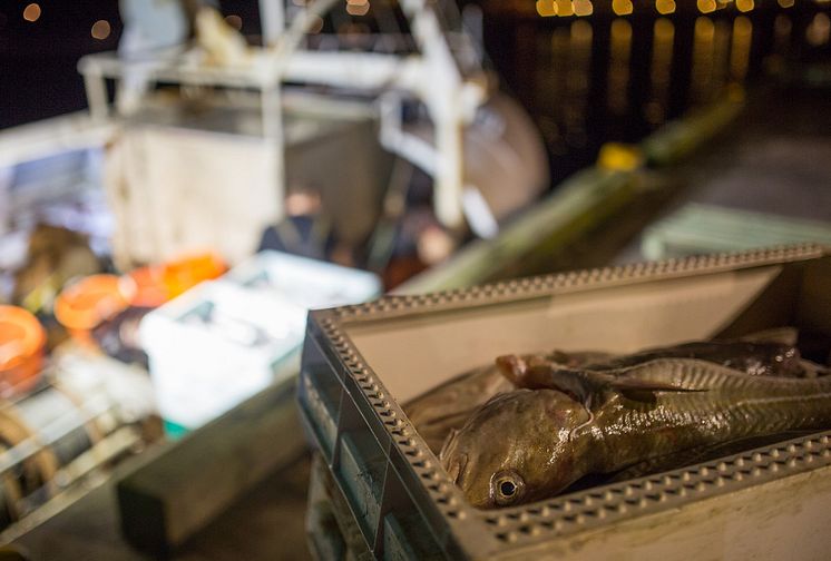 Klart med fiskekvoter i Västerhavet: Ökning för kolja och torsk och nya regler för ålfiske